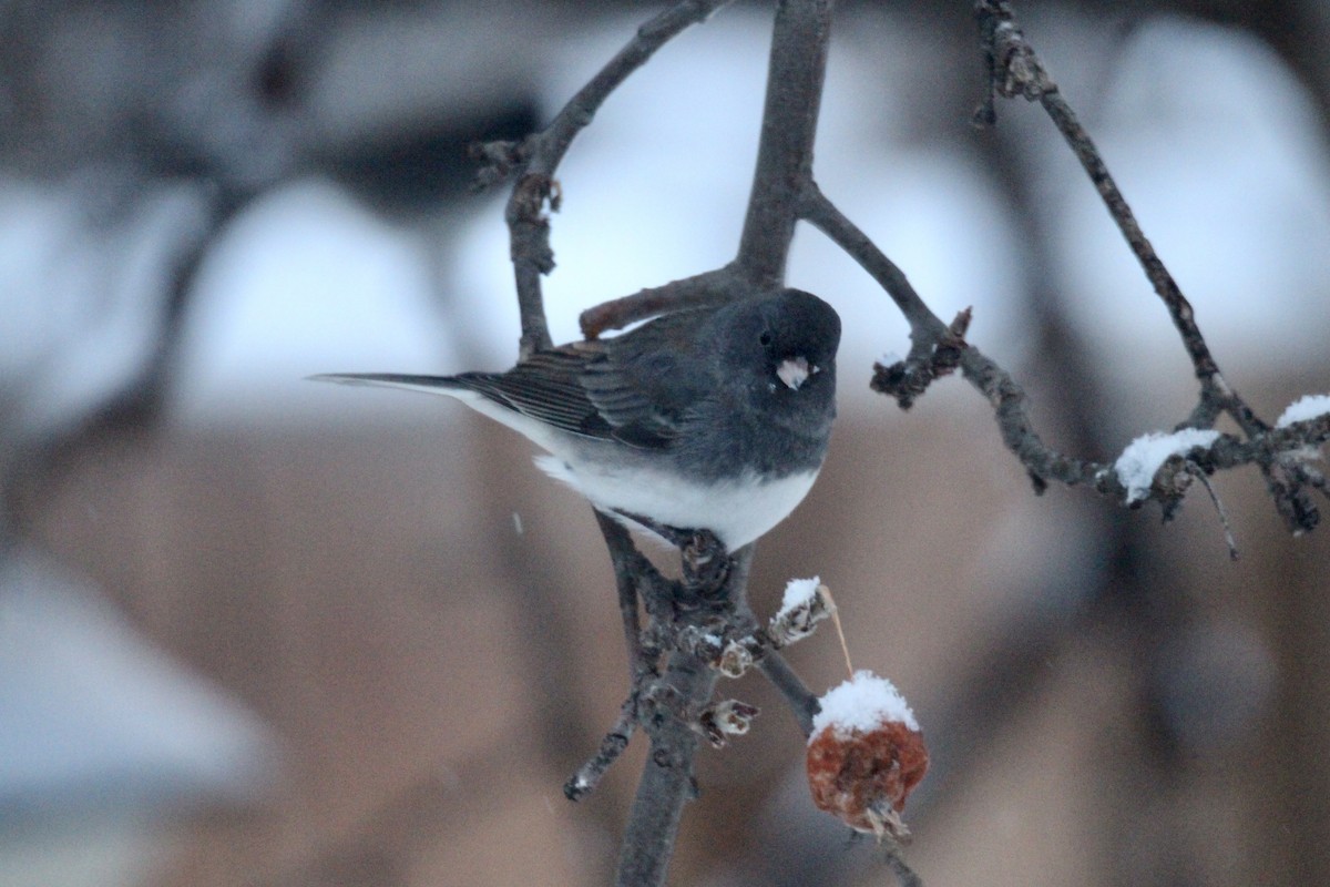 Dark-eyed Junco (Slate-colored) - ML646435779
