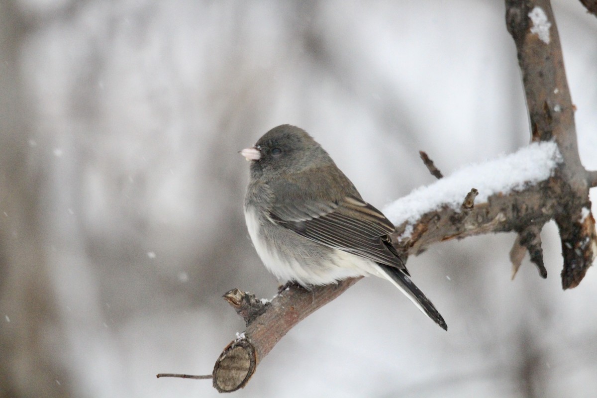 Dark-eyed Junco (Slate-colored) - ML646435780
