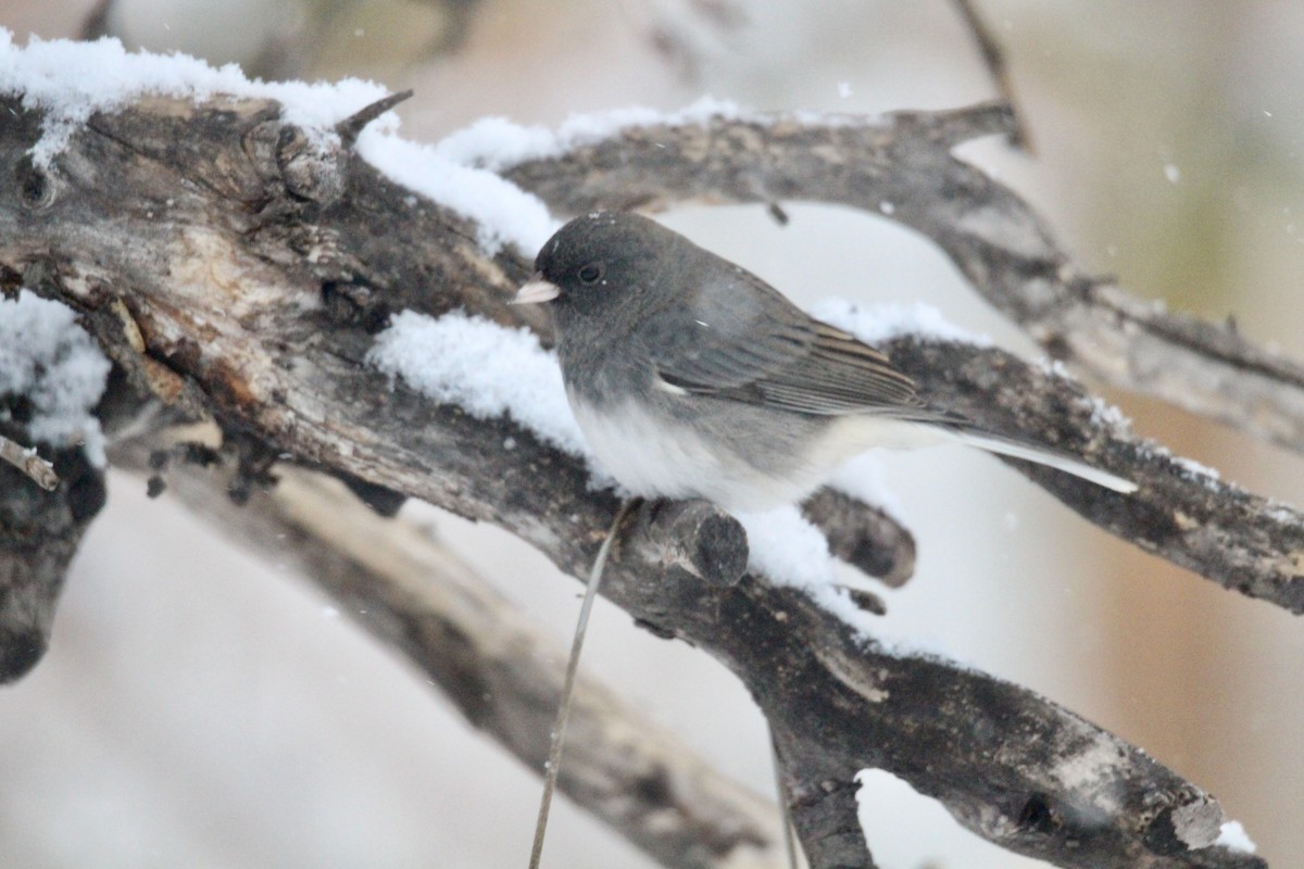 Dark-eyed Junco (Slate-colored) - ML646435781