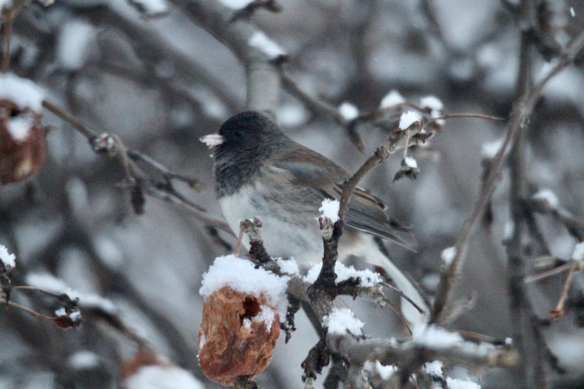 Dark-eyed Junco (Slate-colored) - ML646435782