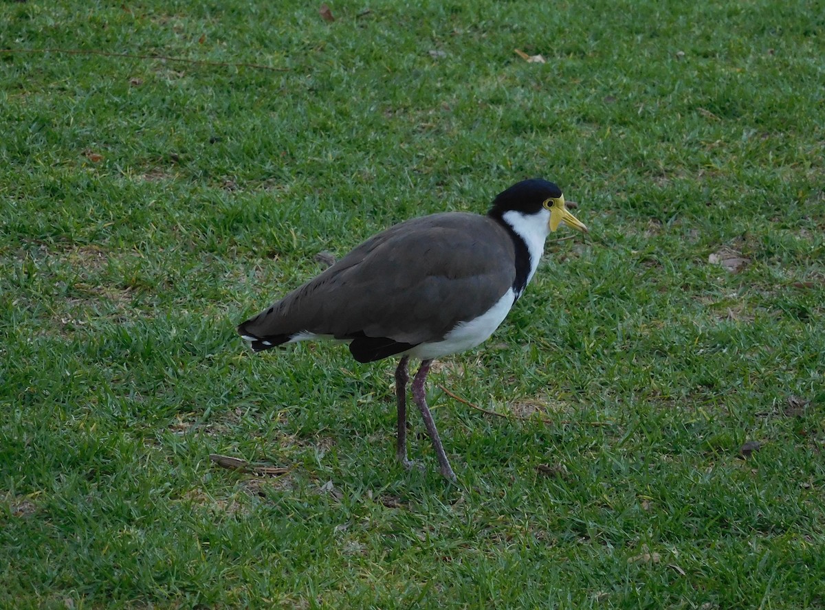 Masked Lapwing - ML646435784