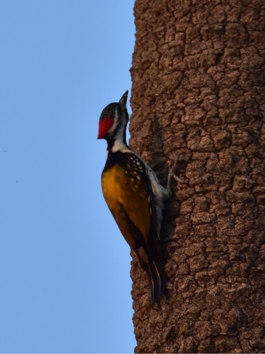 Black-rumped Flameback - ML646435785