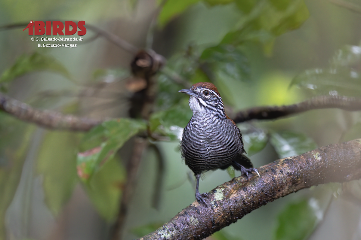 Riverside Wren - ML646435787