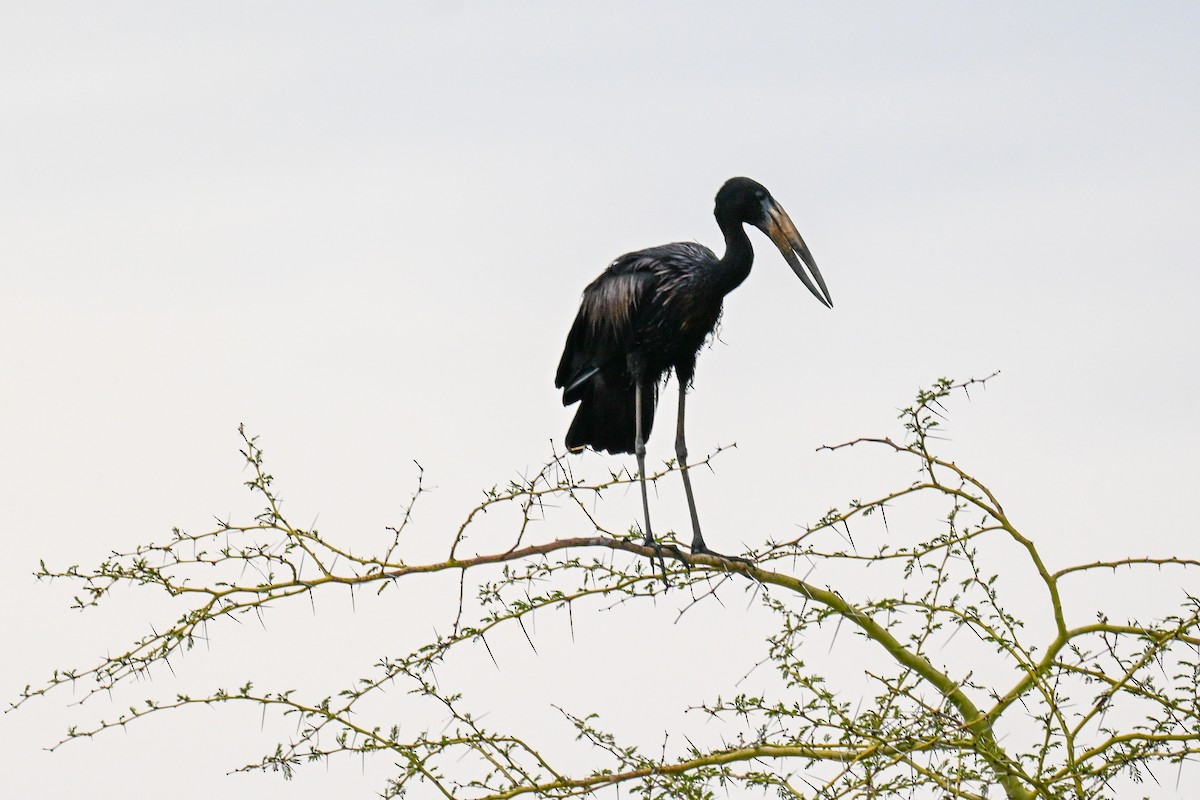 African Openbill - ML646435793