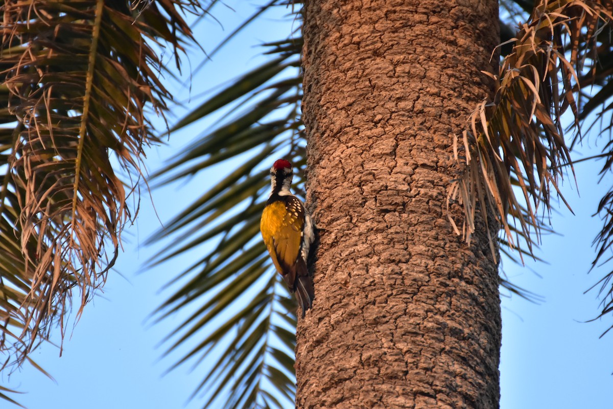 Black-rumped Flameback - ML646435795