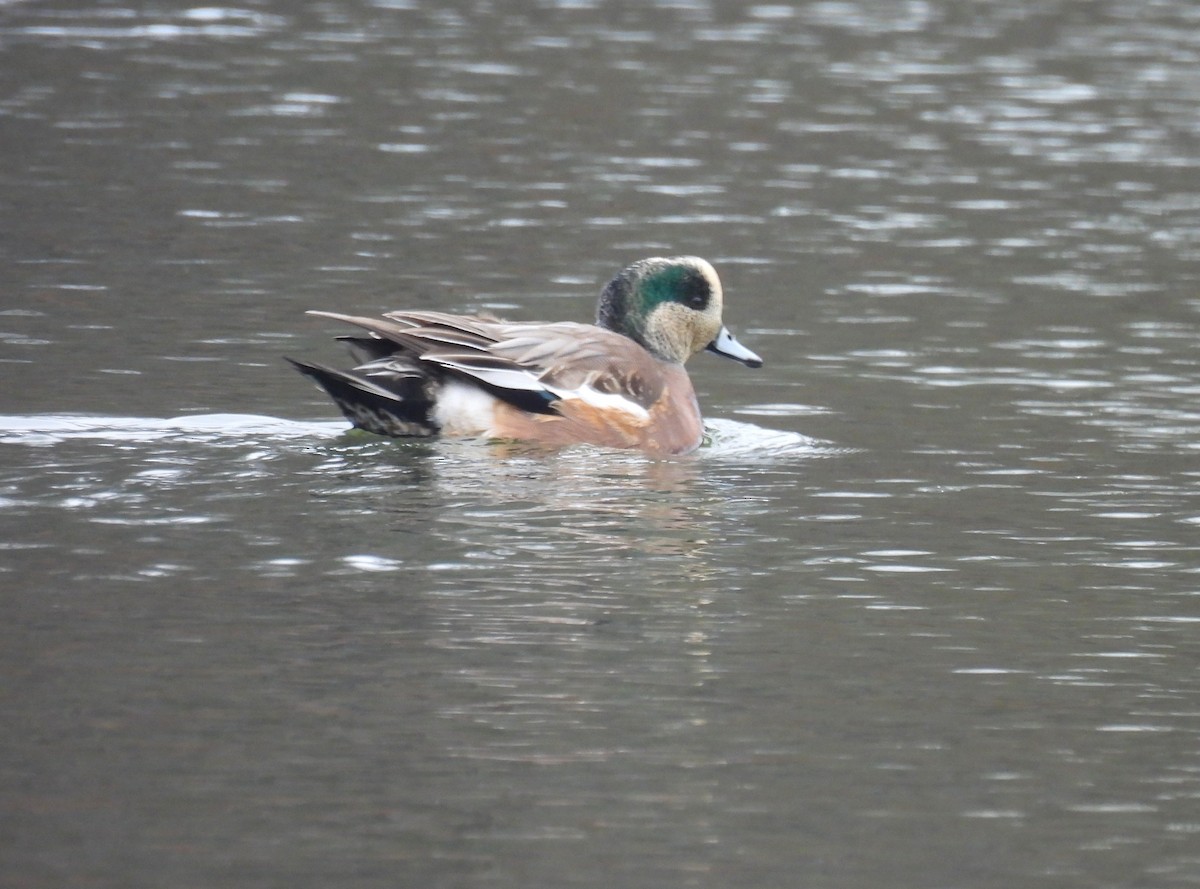 Canard d'Amérique - ML646435797