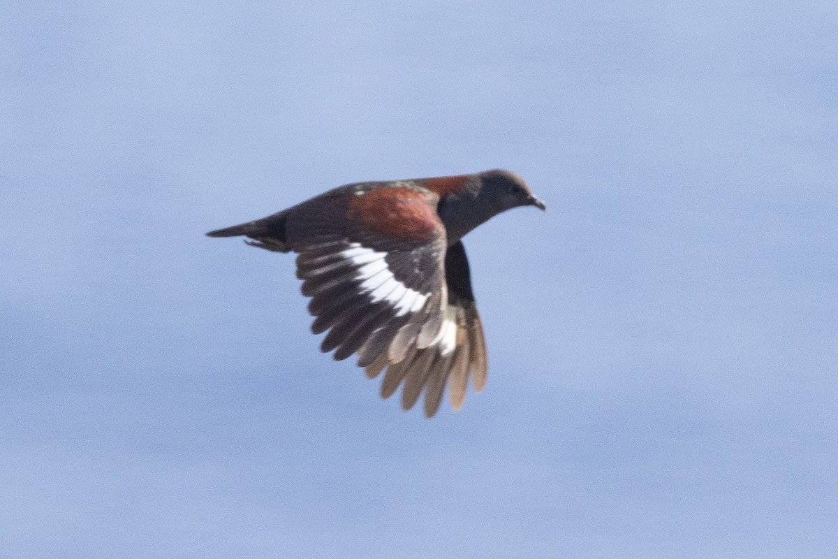 Marquesan Ground Dove - ML646435800