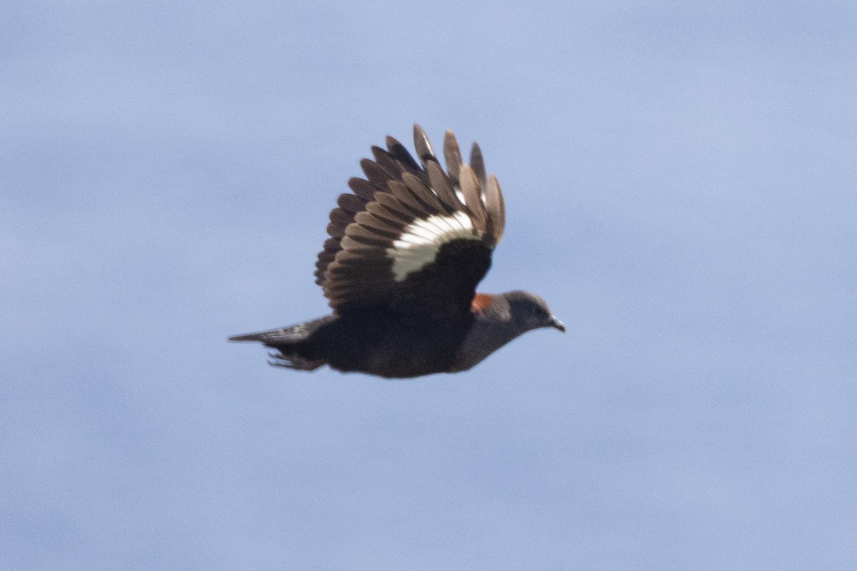 Marquesan Ground Dove - ML646435801