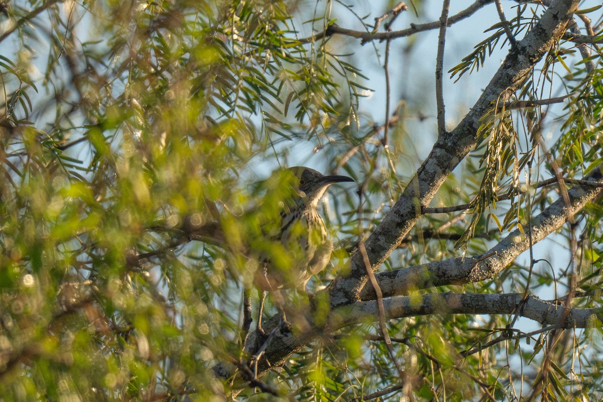 Long-billed Thrasher - ML646435802