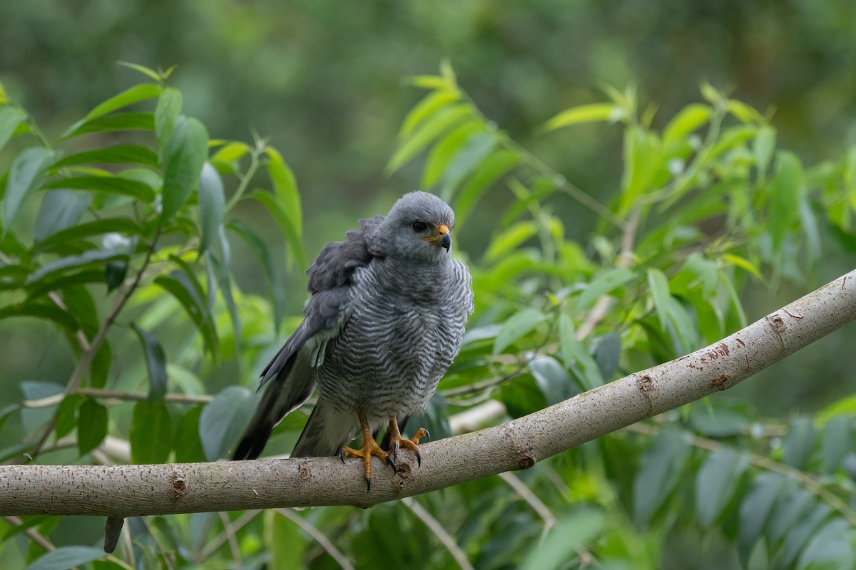 káně popelavá - ML646435803