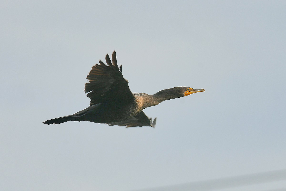 Double-crested Cormorant - ML646435805