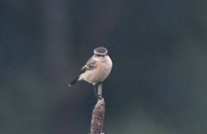 Sibirya Taşkuşu - ML646435807