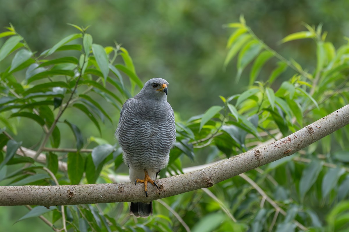 káně popelavá - ML646435808