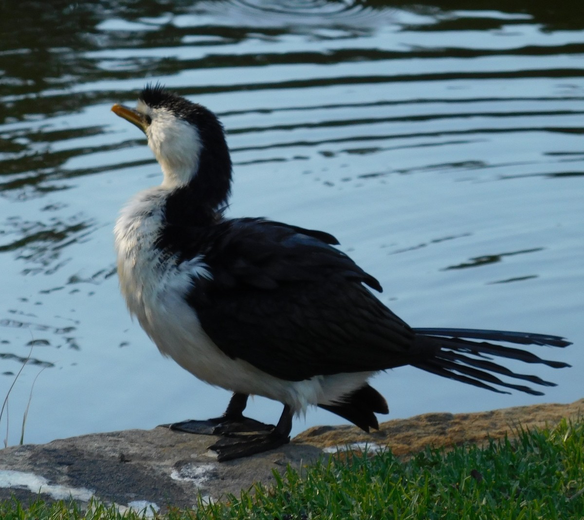 Little Pied Cormorant - ML646435810