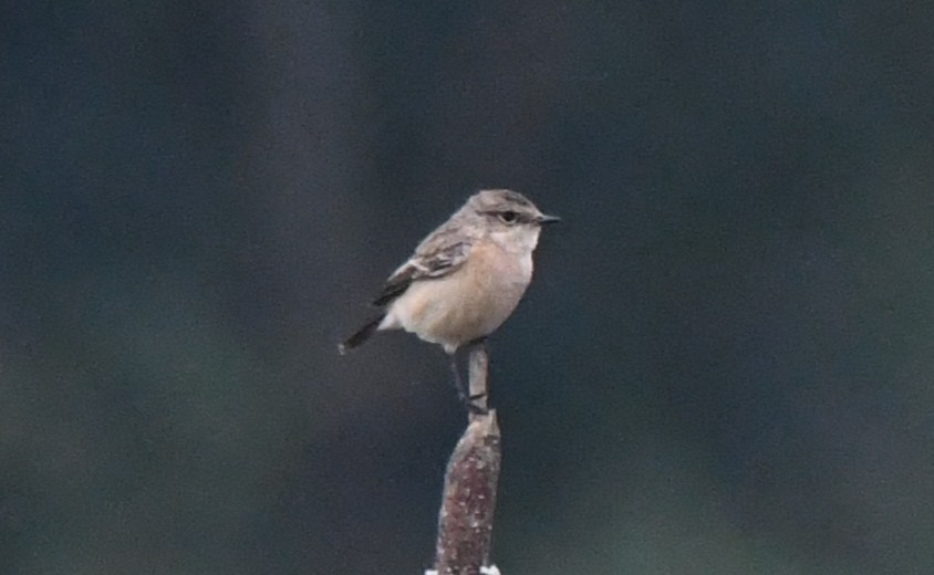 Sibirya Taşkuşu - ML646435812