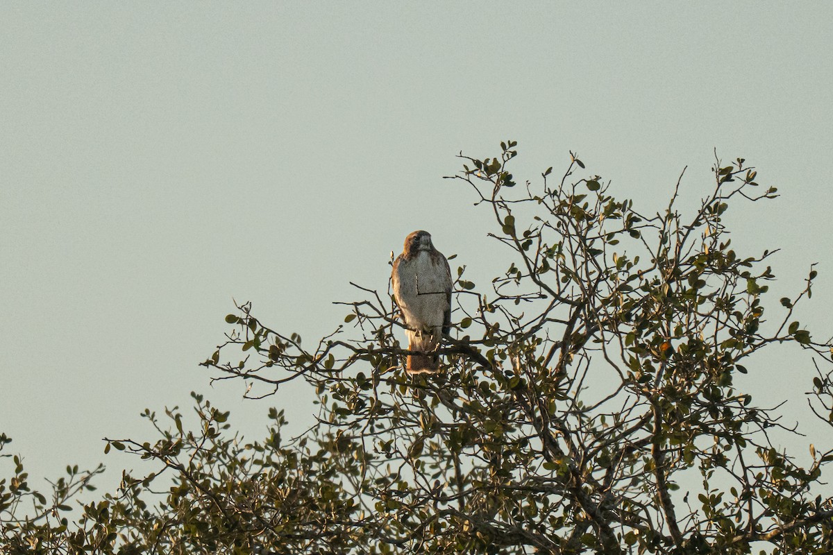 Red-tailed Hawk - ML646435813