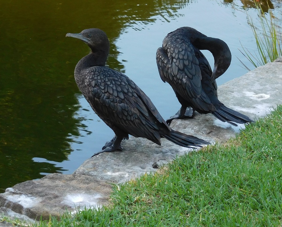 Little Black Cormorant - ML646435817