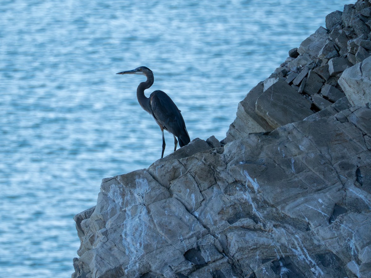 Great Blue Heron - ML646435818