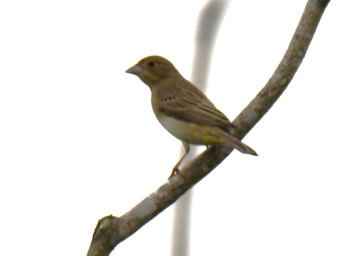 Bruant à tête rousse - ML646435820