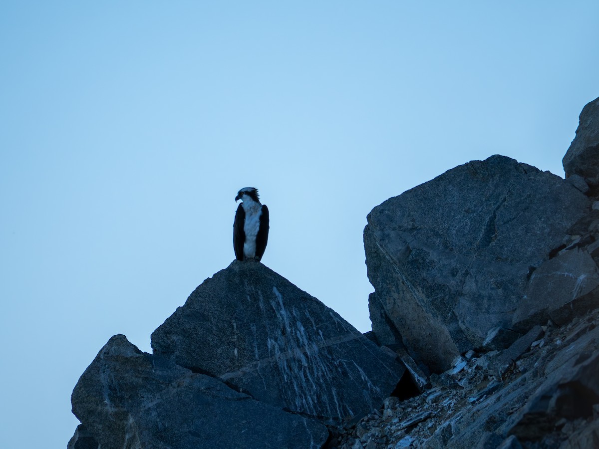 Osprey - ML646435821