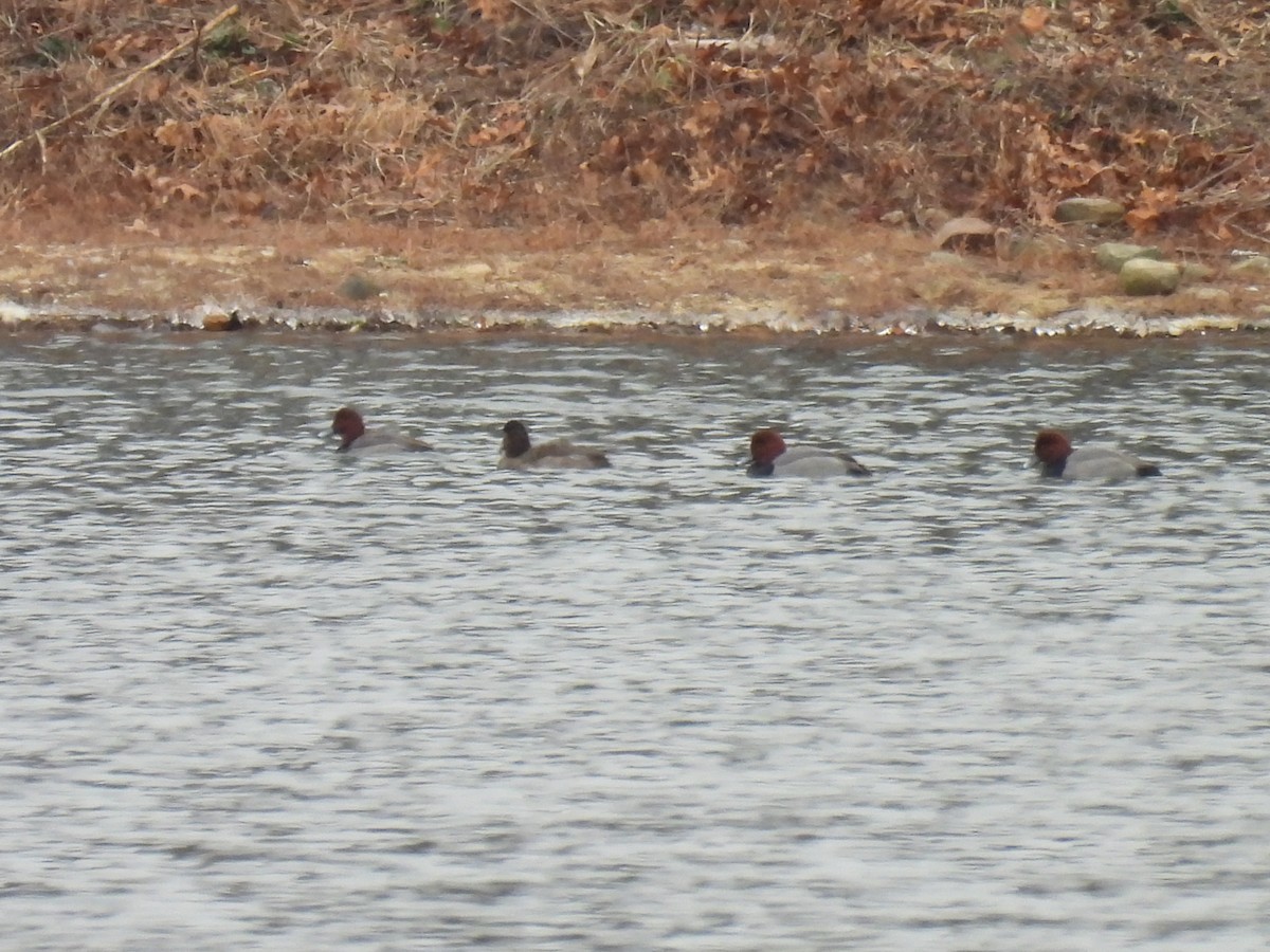 アメリカホシハジロ - ML646435822