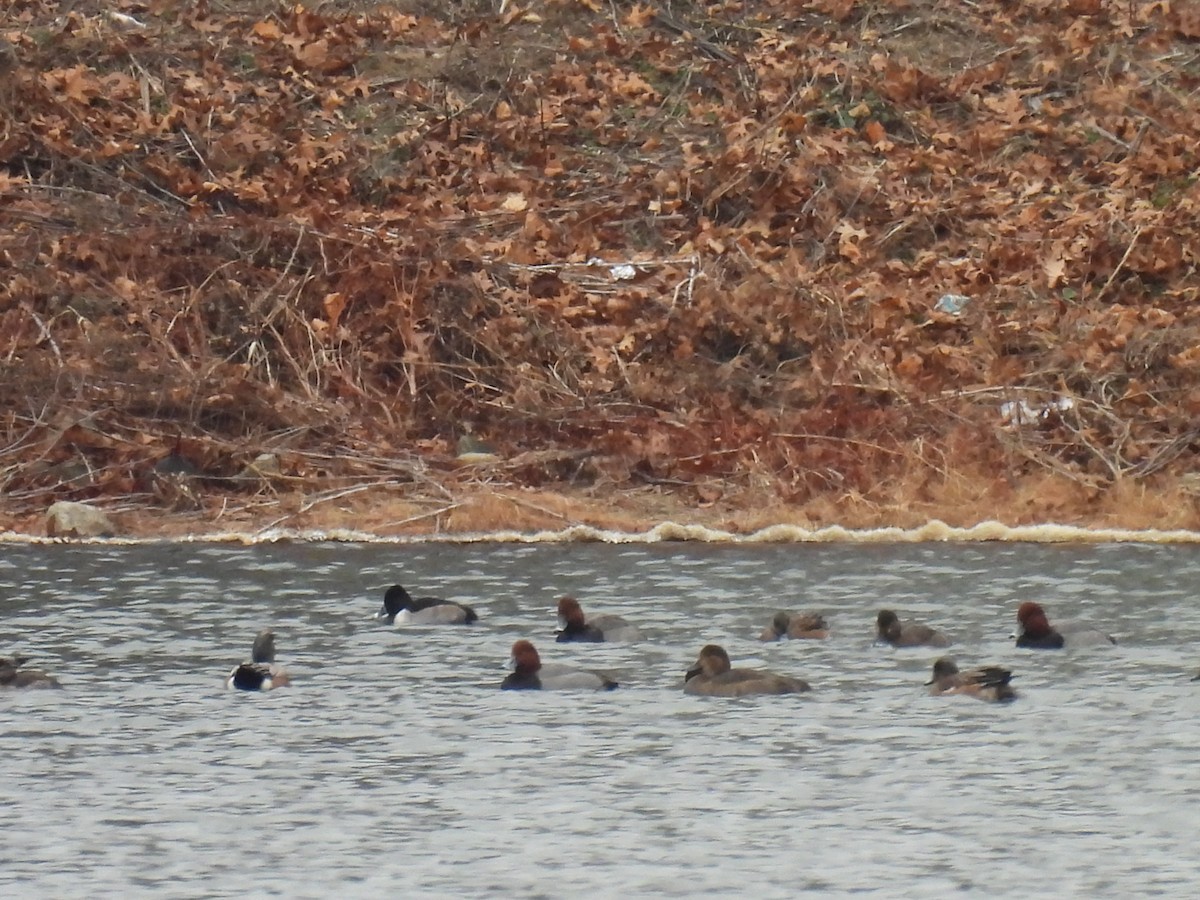 アメリカホシハジロ - ML646435823