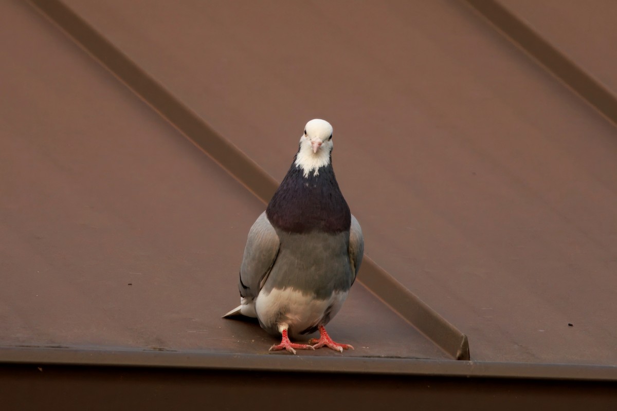 カワラバト（ドバト、家畜型） - ML646435824