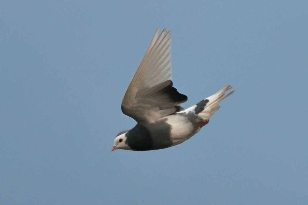 カワラバト（ドバト、家畜型） - ML646435827