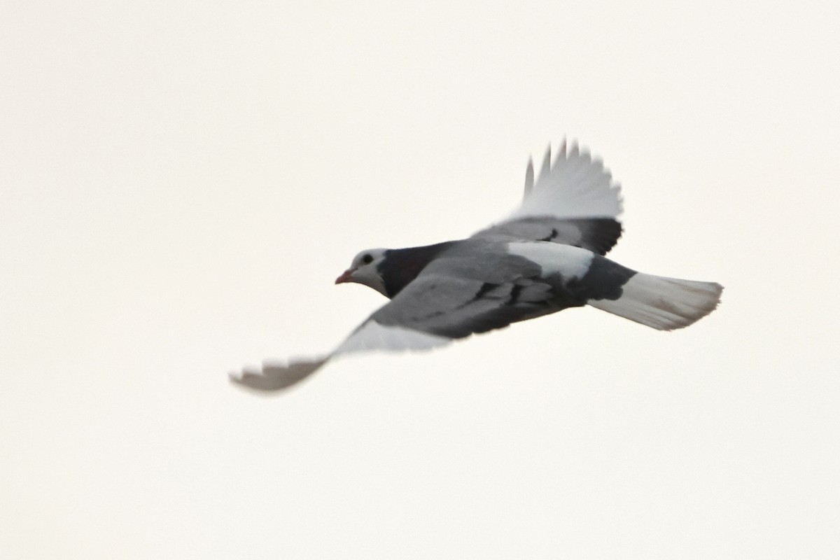 カワラバト（ドバト、家畜型） - ML646435828