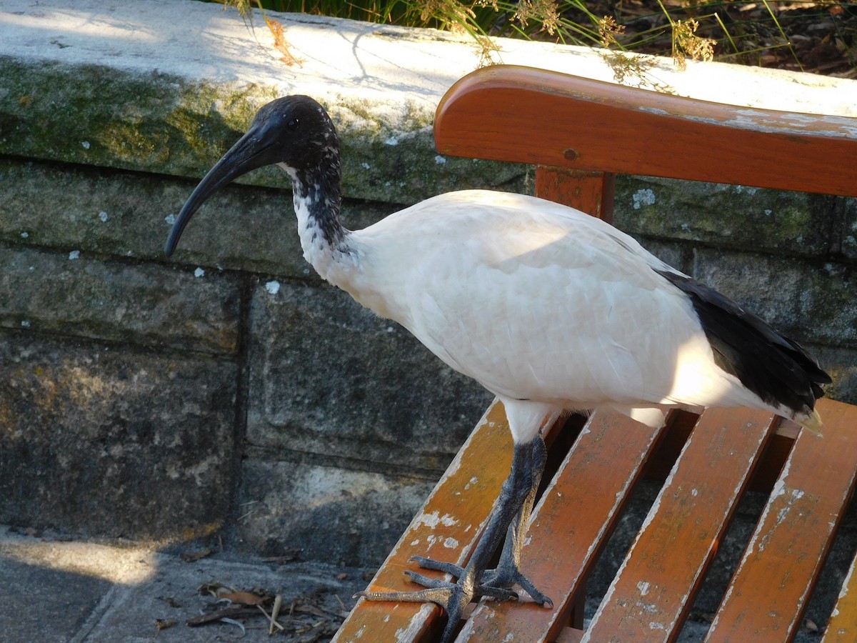 Australian Ibis - ML646435831