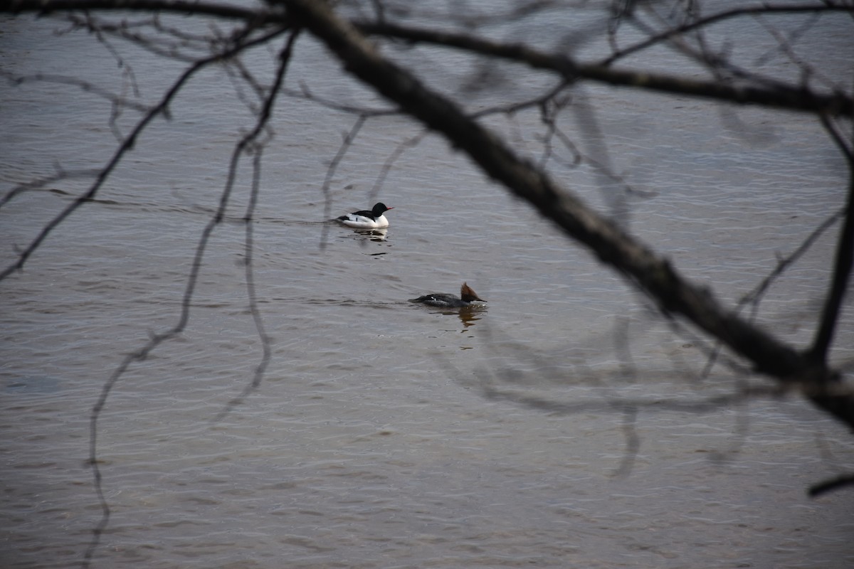 Common Merganser - ML646435832