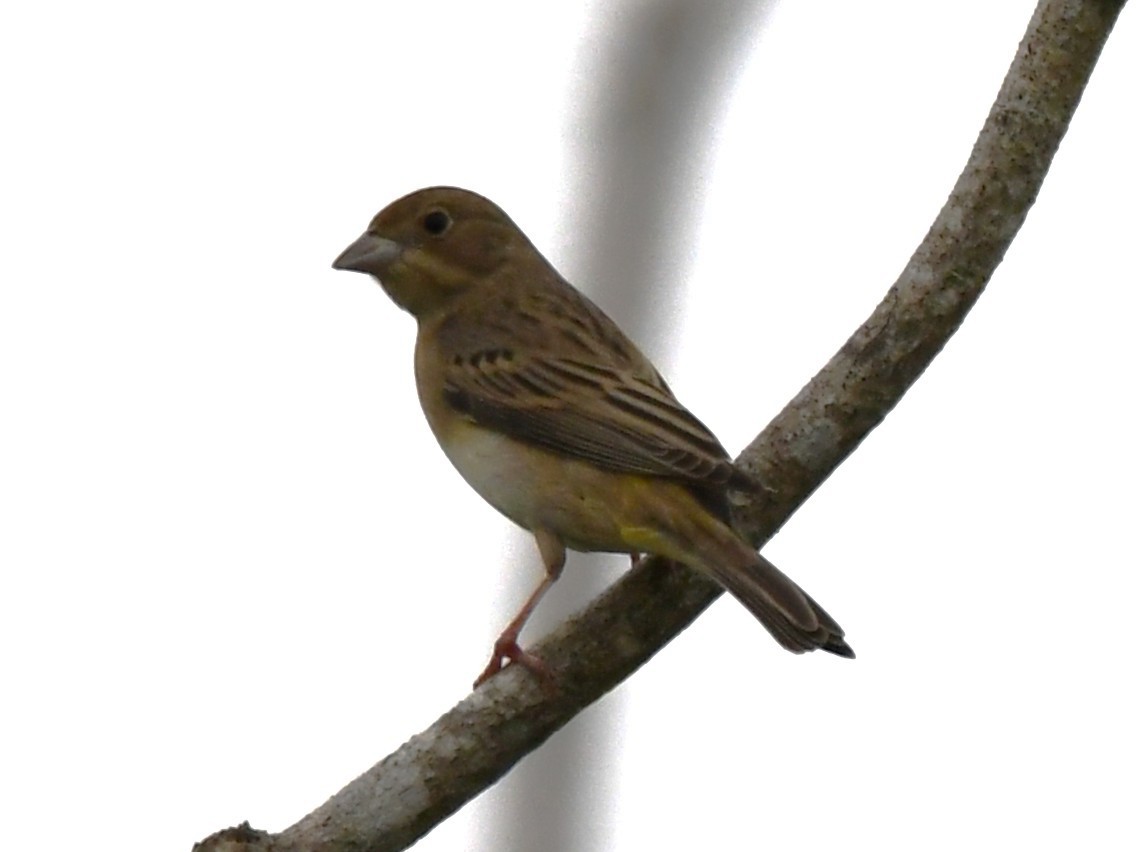 Bruant à tête rousse - ML646435833