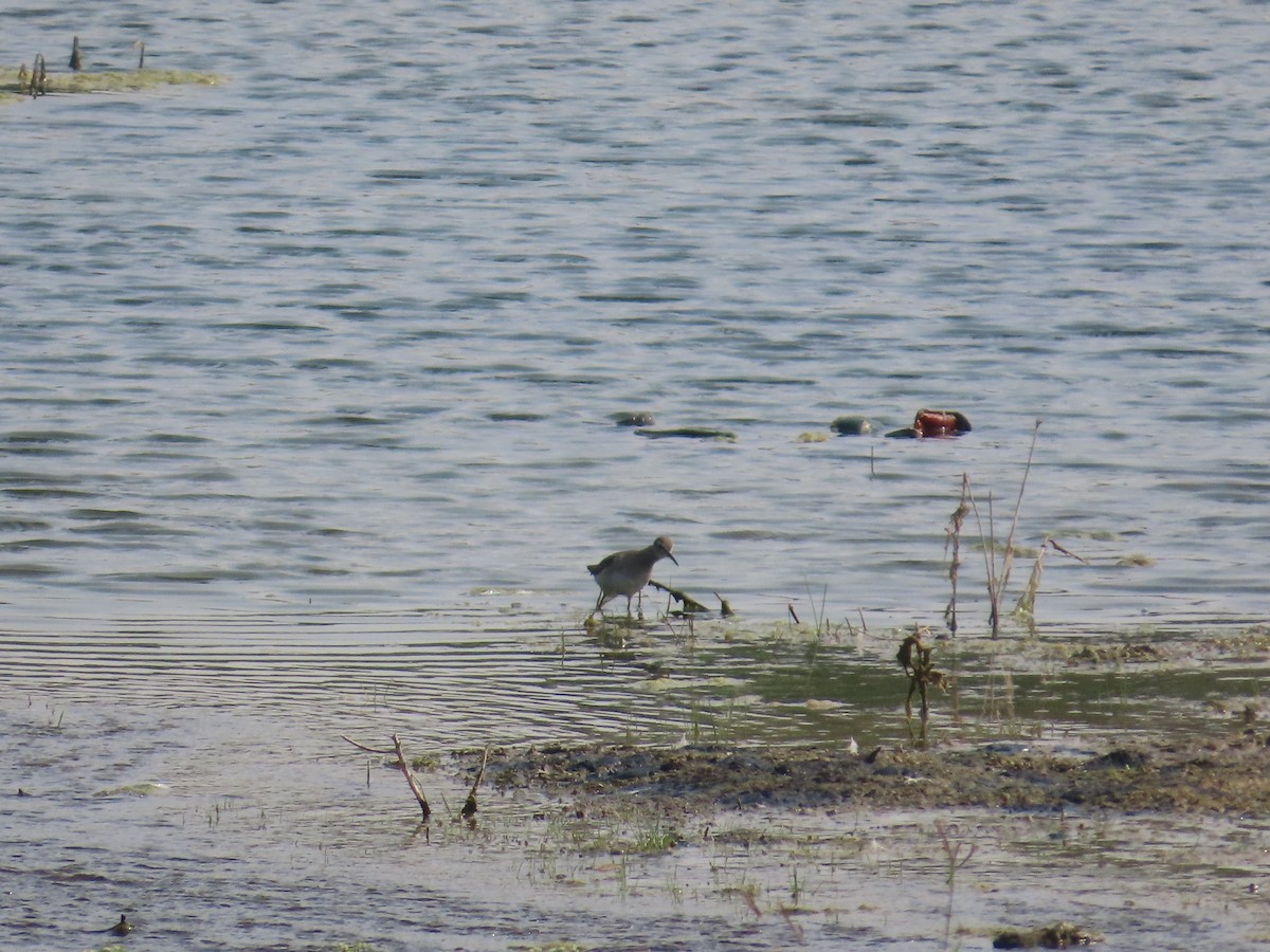 vodouš bahenní - ML646435834