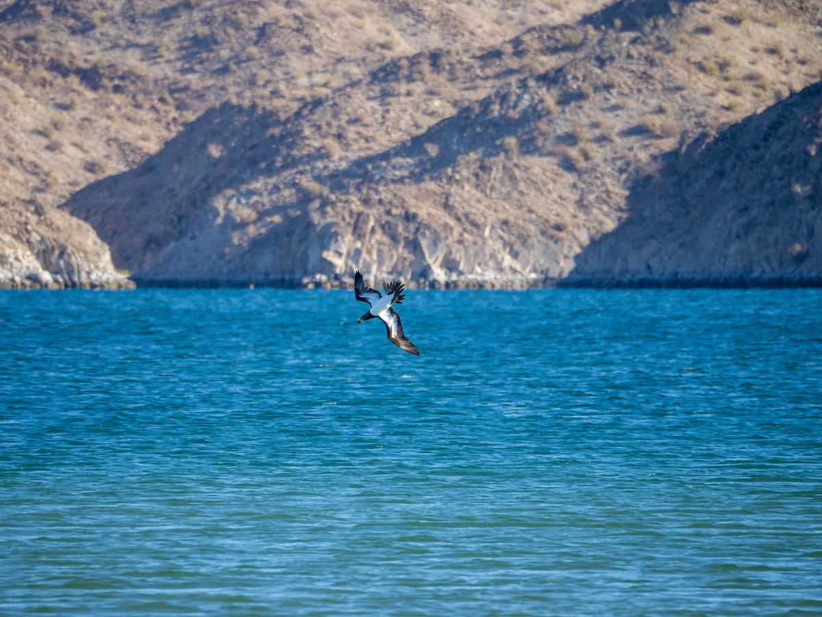 Cocos Booby - ML646435835