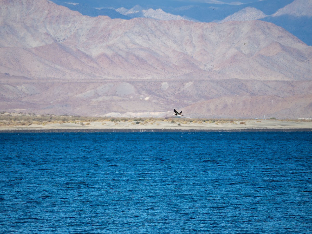 Cocos Booby - ML646435836