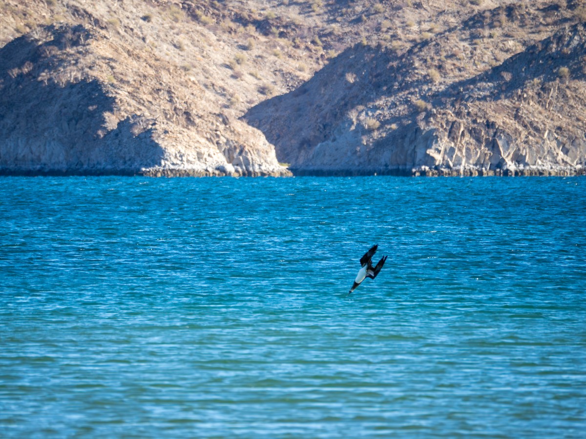 Cocos Booby - ML646435837