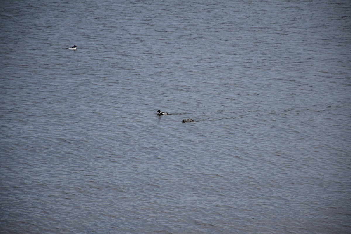Red-breasted Merganser - ML646435838