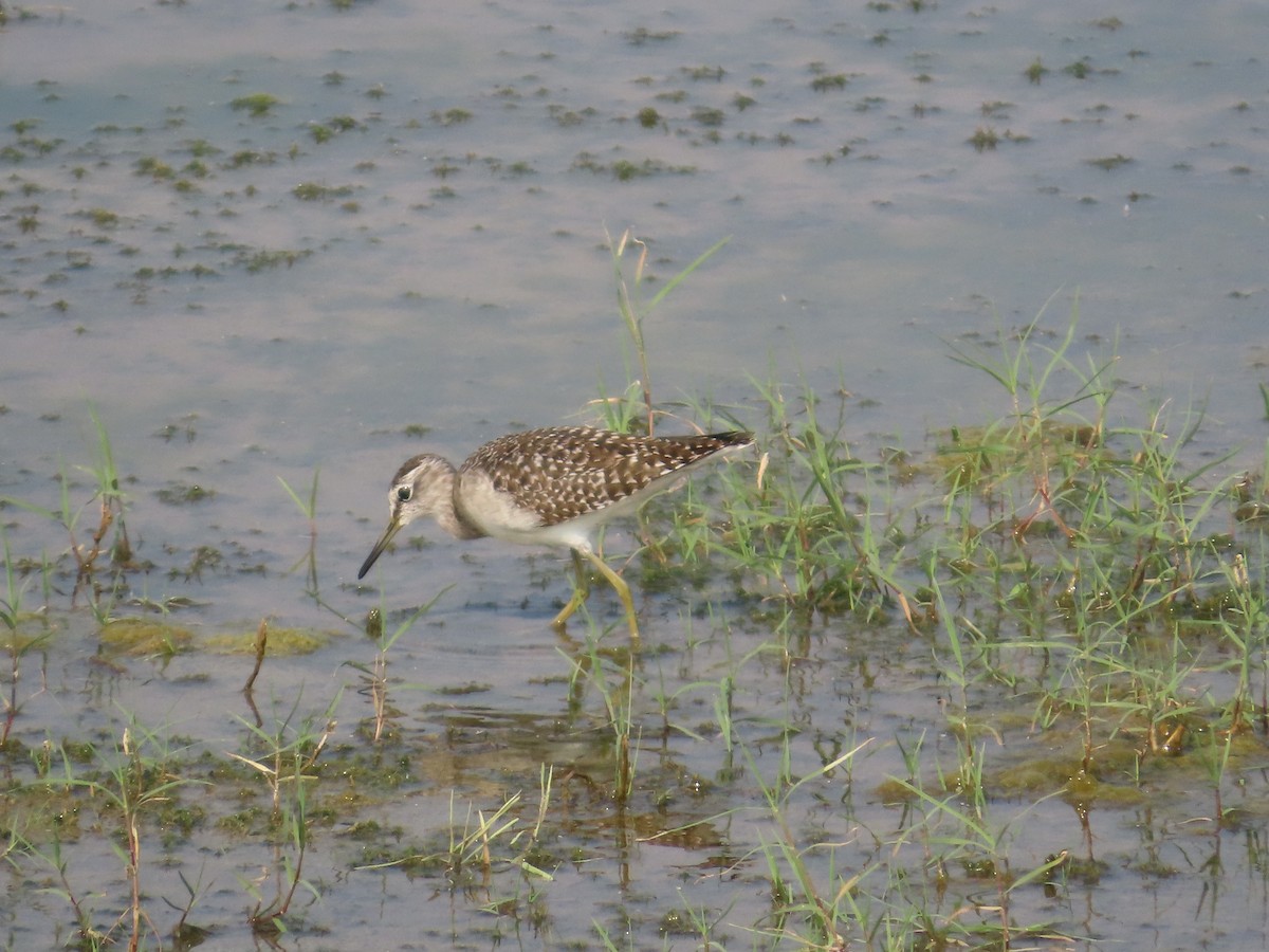 vodouš bahenní - ML646435839