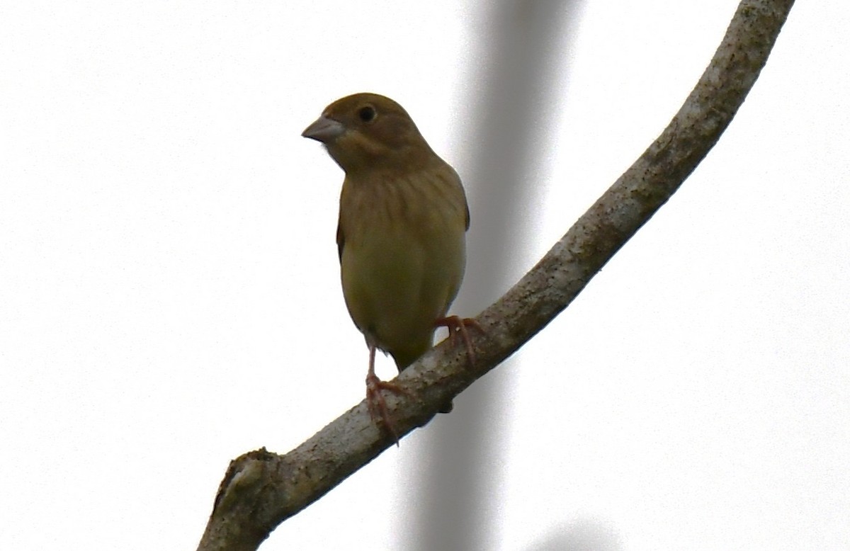 Bruant à tête rousse - ML646435840