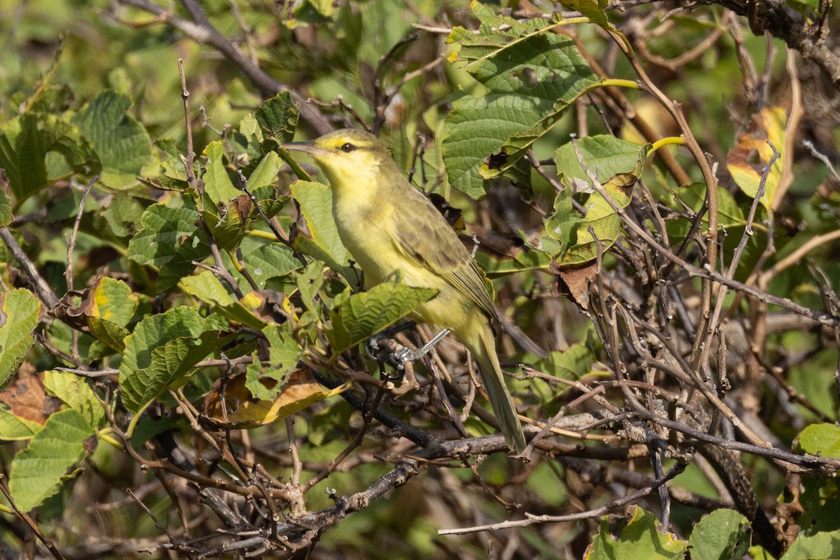 Northern Marquesan Reed Warbler - ML646435841