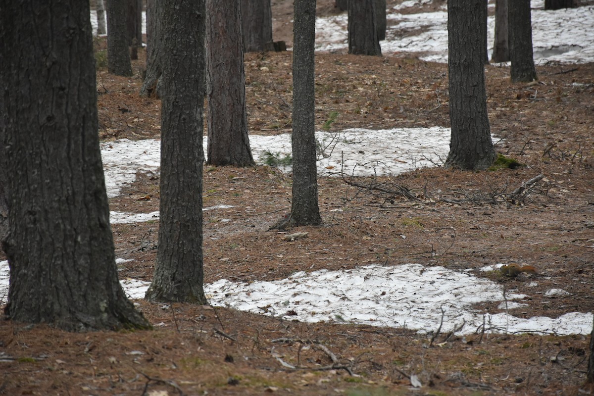 Northern Flicker - ML646435842