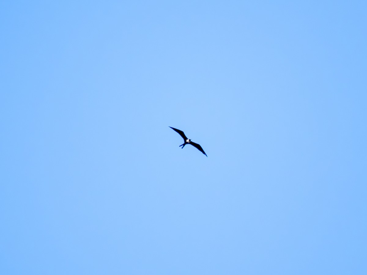 Magnificent Frigatebird - ML646435843