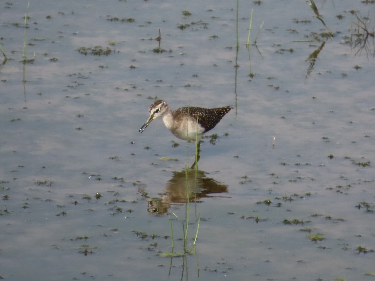 vodouš bahenní - ML646435844