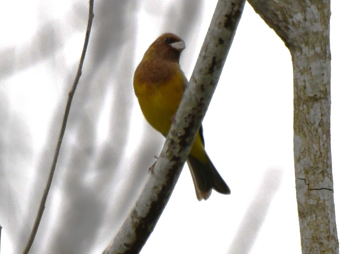 Bruant à tête rousse - ML646435847