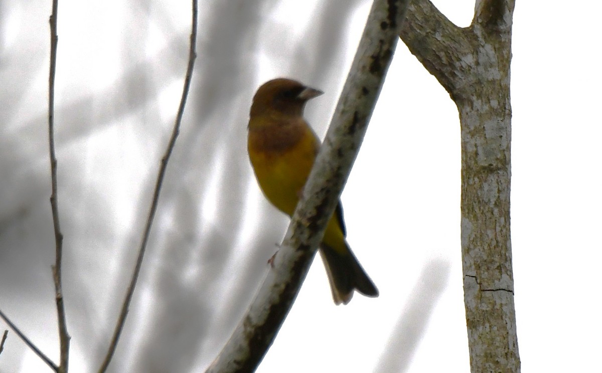 Bruant à tête rousse - ML646435848