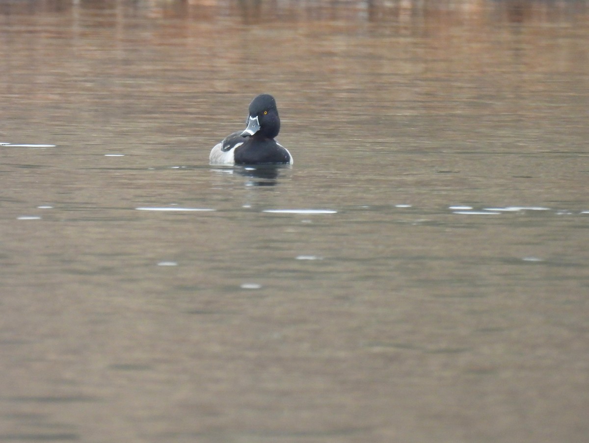 クビワキンクロ - ML646435849