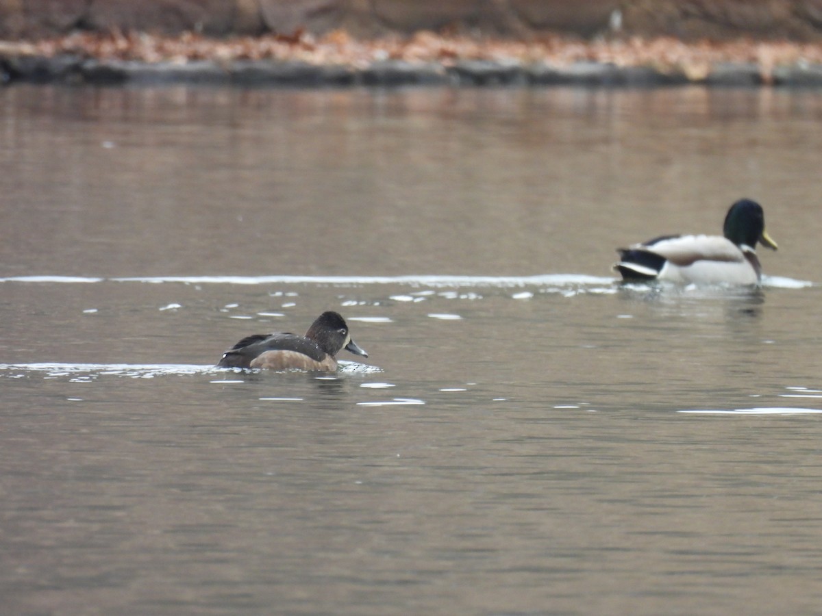 クビワキンクロ - ML646435850