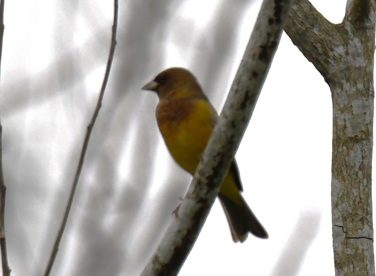 Bruant à tête rousse - ML646435854