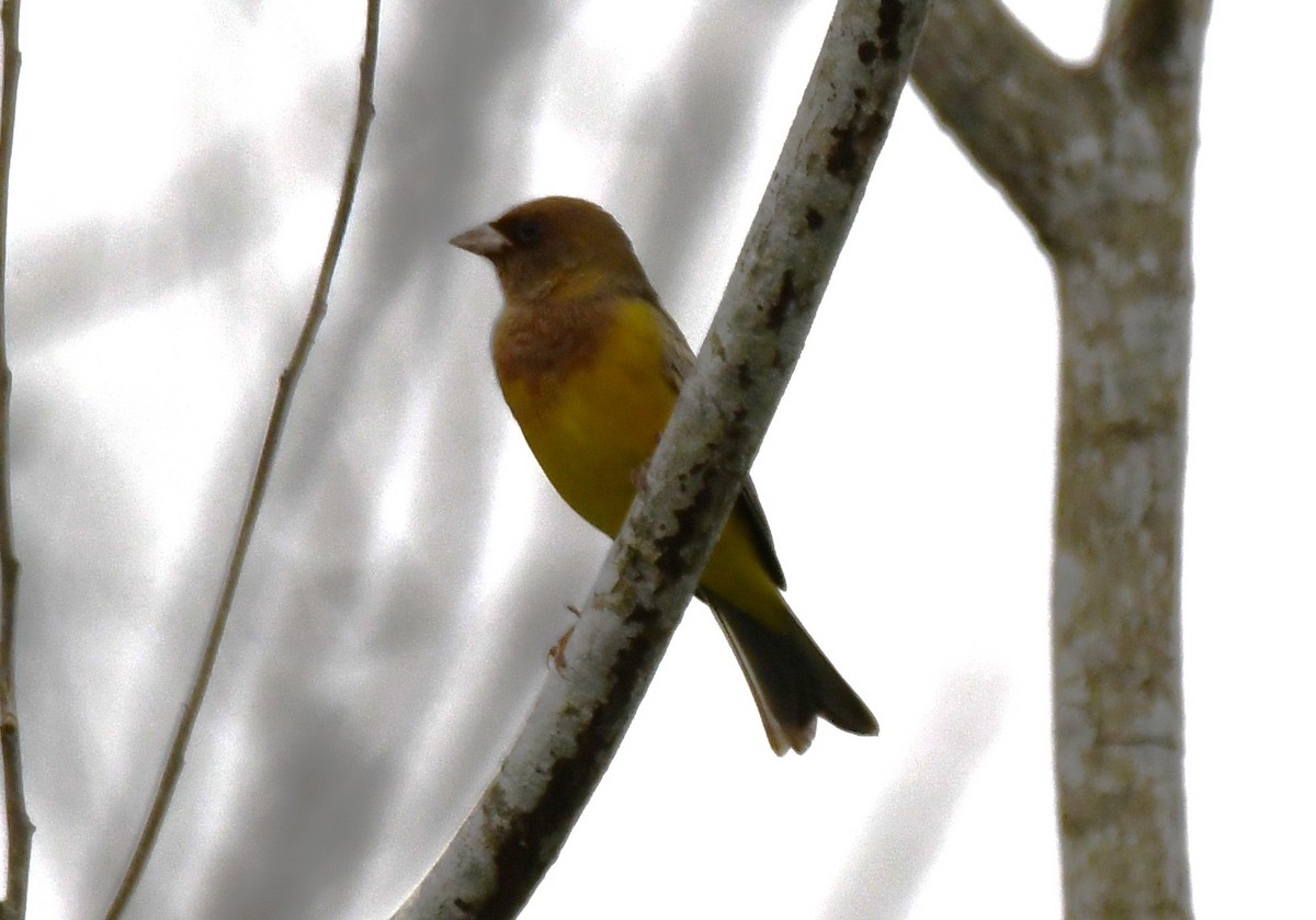 Bruant à tête rousse - ML646435856