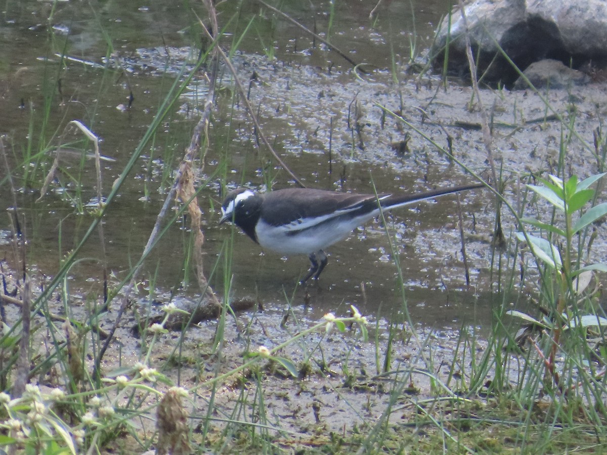 konipas indický - ML646435857